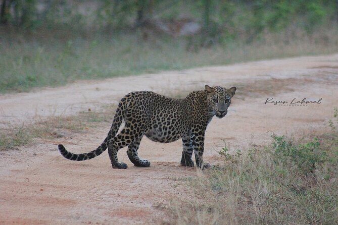 Full day / Half Day WildlifeAdventure in Yala-National-Park - What’s included (and the one cost you should plan for)