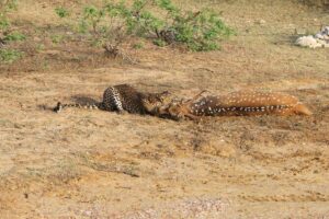Full Day Safari ( The Best for Leopards ) in Yala - Wildlife You’ll Hope to See in Yala (And Why It’s a Good Mix)