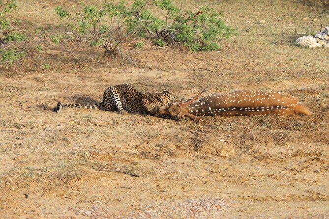 Full Day Safari ( The Best for Leopards ) in Yala - Wildlife You’ll Hope to See in Yala (And Why It’s a Good Mix)