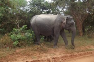 Full Day Safari Tour in Yala National Park - Your day in Yala: how the timing and stops usually feel