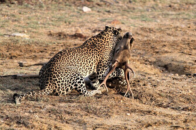 Full Day Safari Tour in Yala National Park - What to ask for: choosing a guide like Su, Sudu, Ish, or Janaka