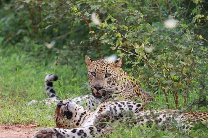 Full day Safari - Yala National Park - 04.30 am to 06.00 pm with - Janaka safari - The Safari Highlights You’ll Actually Care About