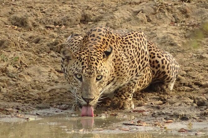 Full day Safari - Yala National Park - 04.30 am to 06.00 pm with - Janaka safari - 04:30 to 18:00: Why This Timing Works in Yala
