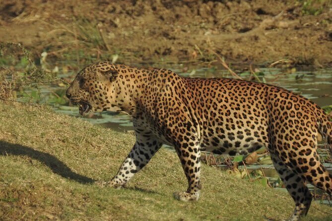 Full day Safari - Yala National Park - 04.30 am to 06.00 pm with - Janaka safari - Midday Timing: The Park Closure and the Shore Lunch Stop