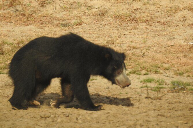Full day Safari - Yala National Park - 04.30 am to 06.00 pm with - Janaka safari - The Afternoon Hunt: When the Park Gets Cinematic
