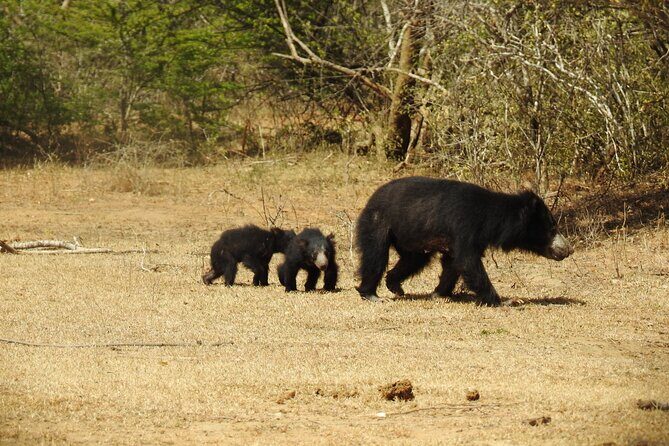 Full day Safari - Yala National Park - 04.30 am to 06.00 pm with - Janaka safari - Wildlife You Can Expect Beyond the Big Cat