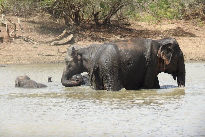Full day Safari - Yala National Park - 04.30 am to 06.00 pm with - Janaka safari - Jeep Comfort and Guide Style: Why It Changes Everything