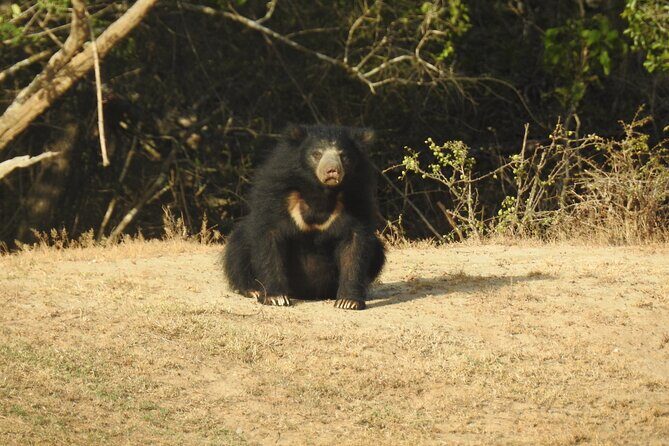 Full day Safari - Yala National Park - 04.30 am to 06.00 pm with - Janaka safari - Price and the Real Value Math (Including Entry Fees)