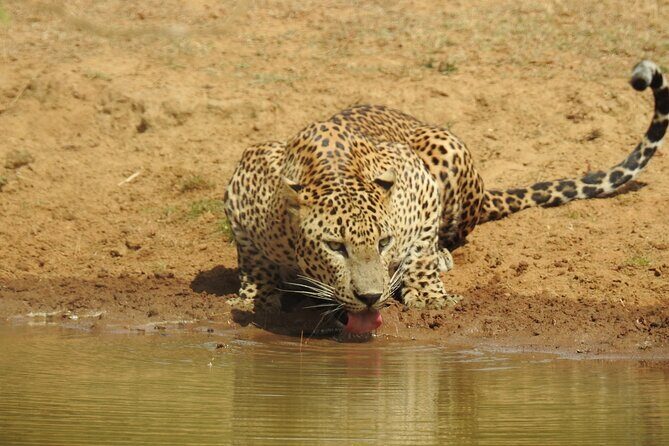 Full day Safari - Yala National Park - 04.30 am to 06.00 pm with - Janaka safari - What Happens During the Morning Drive (And Why Breakfast Matters)