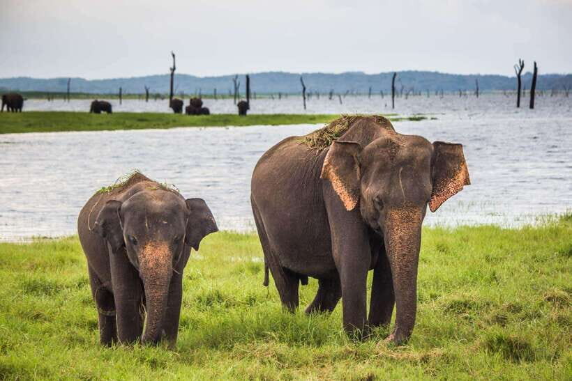 Galle/Mirissa/Hiriketiya: Drop to Ella & Udawalawa Safari - From Galle/Mirissa to Ella, with Udawalawe as Your Wildlife Detour