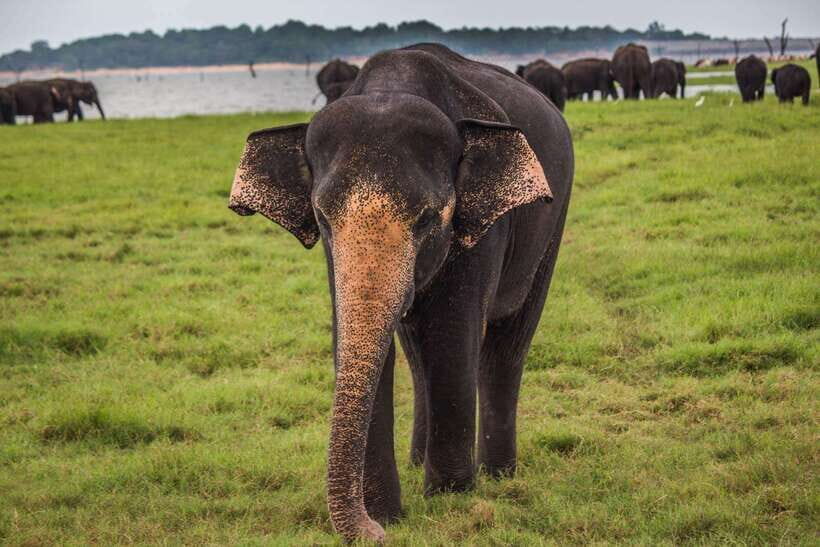 Galle/Mirissa/Hiriketiya: Drop to Ella & Udawalawa Safari - Udawalawe Safari: 2.5–3 Hours Where Elephants Usually Steal the Show