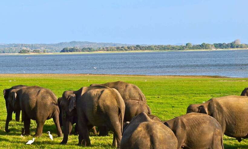 Galle/Mirissa/Hiriketiya: Drop to Ella & Udawalawa Safari - The Jeep Swap: What Actually Happens When You Arrive