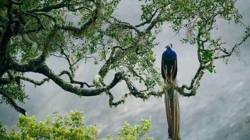 Galle/Mirissa/Hiriketiya: Drop to Ella & Udawalawa Safari - Who This Tour Fits Best