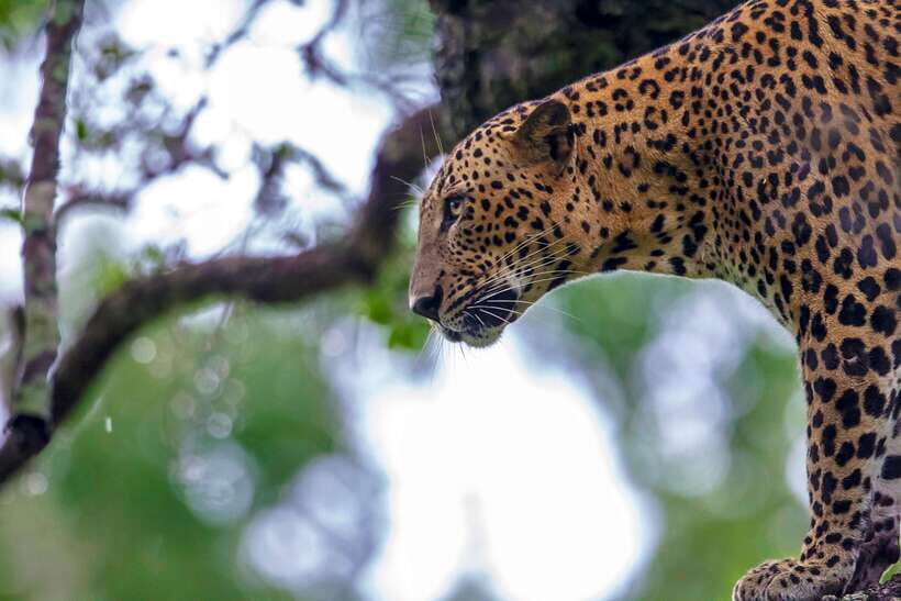 Galle/Mirissa/Tangalle: Transfer to Ella & Yala Safari - How the guide makes or breaks your photos