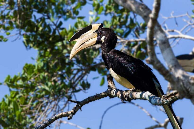 Galle/Mirissa/Tangalle: Transfer to Ella & Yala Safari - Cost and value: the $11 price plus Yala fees