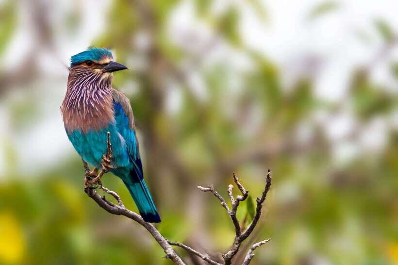 Galle/Mirissa/Tangalle: Transfer to Ella & Yala Safari - What to expect on arrival in Ella