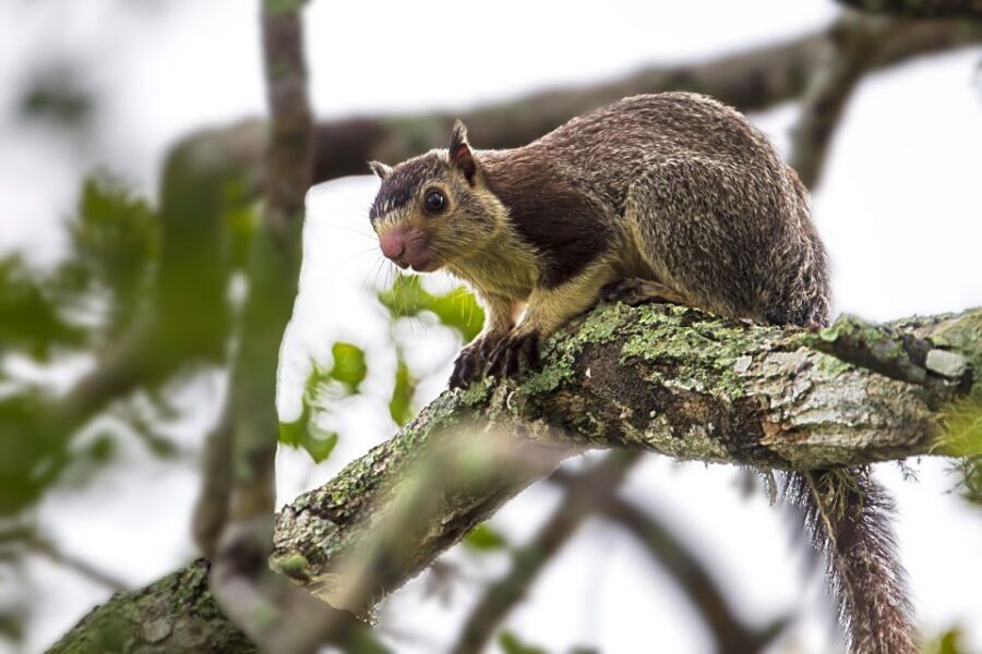 Galle/Mirissa/Tangalle: Transfer to Ella & Yala Safari - Who should book this (and who might not)