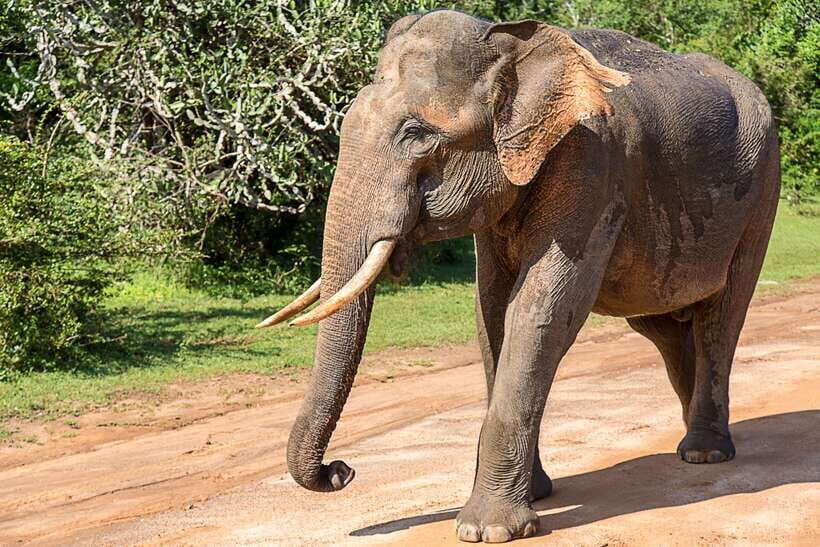 Galle/Mirissa/Tangalle: Transfer to Ella & Yala Safari - The 3-hour Yala jeep safari: what the timing is really for