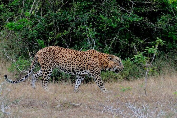 GO WILD! Double Safari Day Trip (Yala & Udawalawe) - Private & All Inclusive - Udawalawe National Park safari: why elephants and birdlife shine