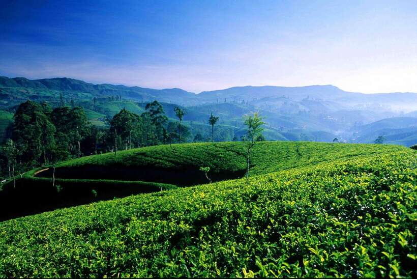 Hikkaduwa/Galle/Mirissa/Hiriketiya/Tangalle:Day Trip to ELLA - Uva Halpewatte Tea Factory: The Tea Stop You Pay For