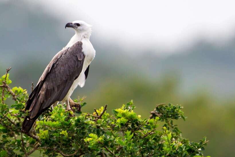 Hikkaduwa/Galle/Weligama/Mirissa/Tangalle: Udawalawa Safari - Price and Entry Fees: The Real Cost Picture