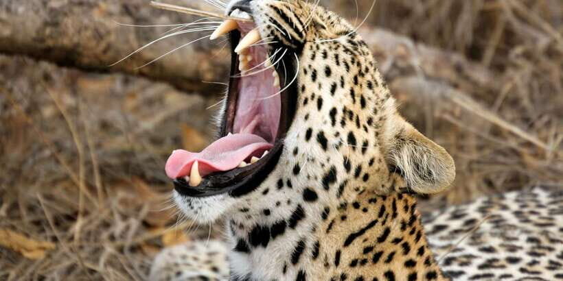 Hikkaduwa/Galle/Weligama/Mirissa/Tangalle: Yala Safari Tour - Key things I’d plan around