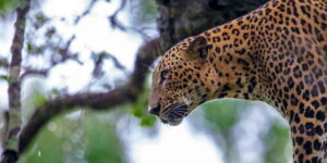 Hikkaduwa/Galle/Weligama/Mirissa/Tangalle: Yala Safari Tour - The 3-hour Yala jeep safari: what the ride is really for