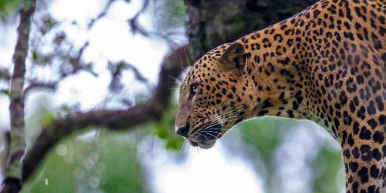 Hikkaduwa/Galle/Weligama/Mirissa/Tangalle: Yala Safari Tour - The 3-hour Yala jeep safari: what the ride is really for