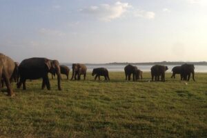 Hurulu eco park jeep safari - Price and logistics: what you’re really paying for