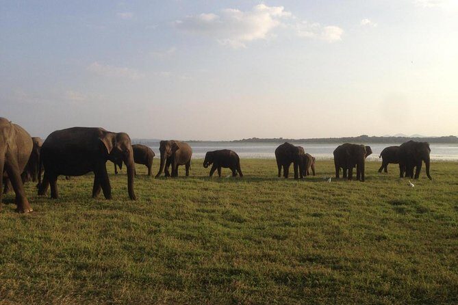 Hurulu eco park jeep safari - Price and logistics: what you’re really paying for