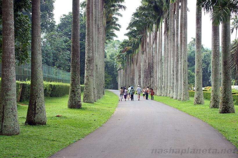 Kandy City Explore Tour Morning/Evenening Private Tour - Price and value: what $7 really covers