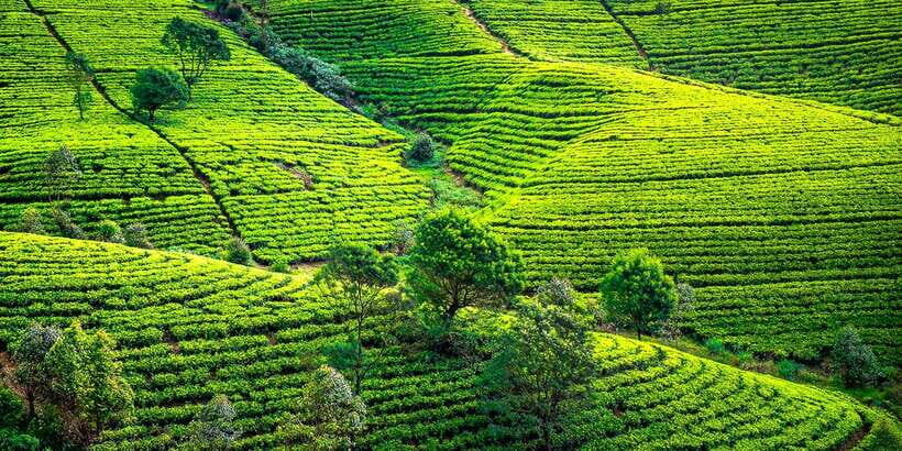 Kandy: Nuwara Eliya Day Trip - Timing, weather, and what to bring for near-freezing conditions