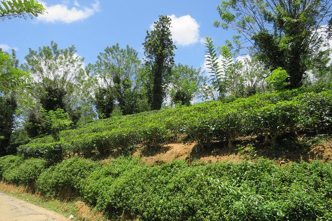 Kandy to Nuwara Eliya Day Trip – Little England & Tea Country - From hotel pickup to tea-country roads: how your day runs