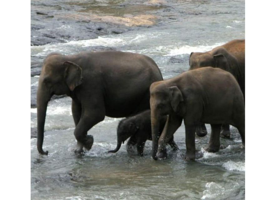 Kandy to Pinnawala Orphanage and Ambuluwawa Guided Day Tours - Who this tour suits best (and who should reconsider)
