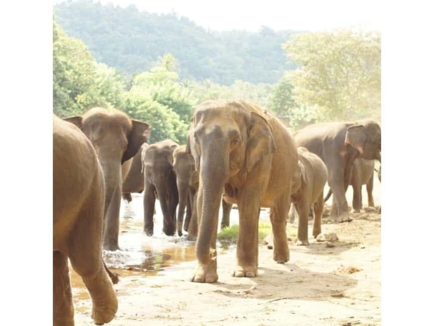Kandy to Pinnawala Orphanage and Ambuluwawa Guided Day Tours - Pinnawala elephant orphanage: seeing caretaking and daily routines