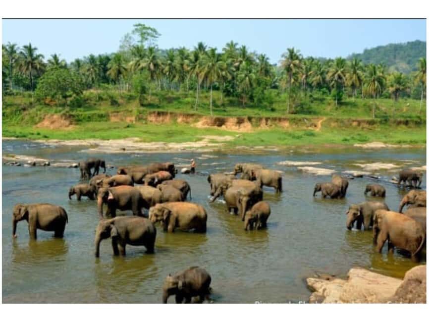 Kandy to Pinnawala Orphanage and Ambuluwawa Guided Day Tours - Budget reality: the $16 base price vs real entry costs