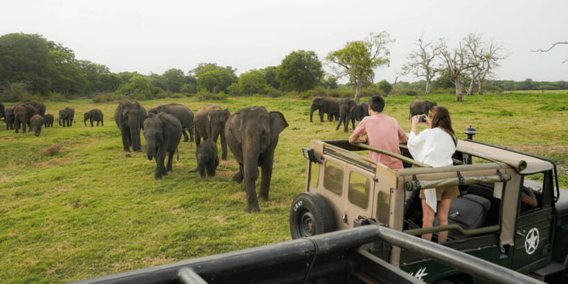 Kaudulla National Park Half Day Sri Lanka Jeep Safari - Your Half-Day Schedule: How to Fit This Into the Cultural Triangle
