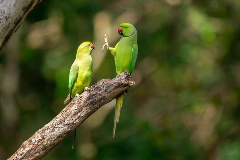 Kaudulla National Park Private Elephant & Wildlife Safari - Key highlights at a glance
