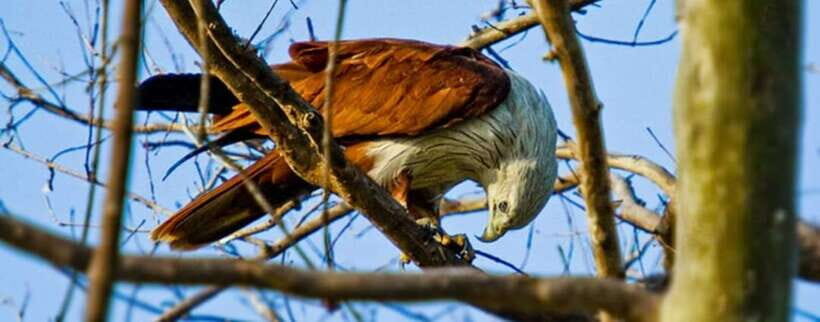 Kaudulla National Park Private Elephant & Wildlife Safari - Why Kaudulla is the elephant-and-bird sweet spot