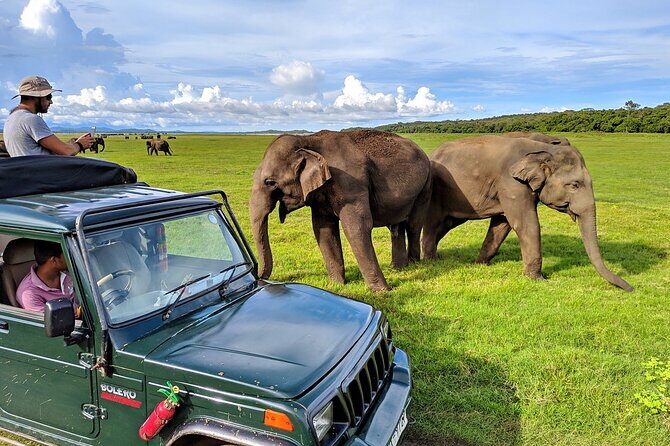 Kaudulla National Park Safari | Jeep with Tickets - Your driver/tracker: the difference between seeing elephants and actually enjoying it
