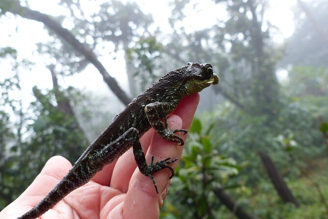 Knuckles Leopard trail Trek from Kandy - The uphill start: tea trail trekking into the silent forest