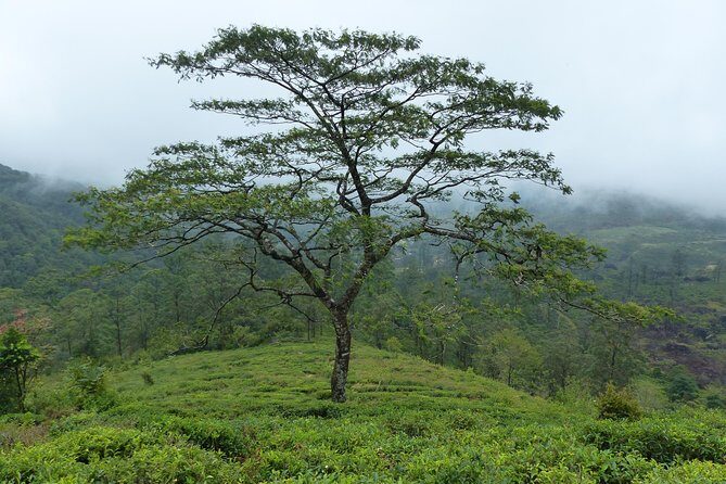 Knuckles Leopard trail Trek from Kandy - Downhill return: making sure you don’t rush the last part