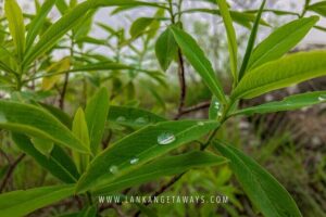 Knuckles Mountain Hiking - Price and Logistics: What $90 Covers and What You Should Plan for