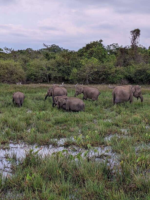 Kumana National Park : Morning or Afternoon Safari Tour - Key Things to Know Before You Go