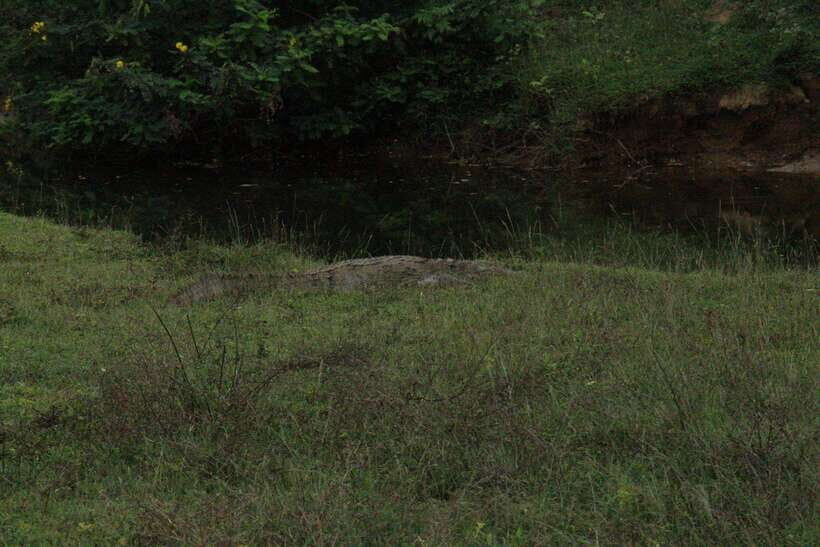 Kumana National Park : Morning or Afternoon Safari Tour - What to Bring: Make the Day Easier on Your Body