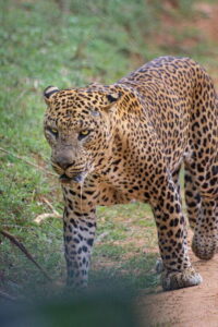 Kumana National Park : Morning or Afternoon Safari Tour - Pickup and the 6-Hour Rhythm: Get Time in the Park