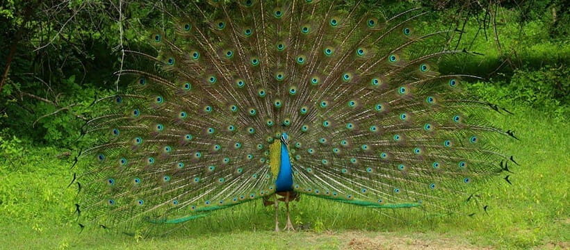Kumana National Park : Morning or Afternoon Safari Tour - Guides and Communication: English Live Plus Audio Support