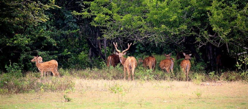 Kumana National Park : Morning or Afternoon Safari Tour - Morning vs Afternoon: Choose Based on Your Style
