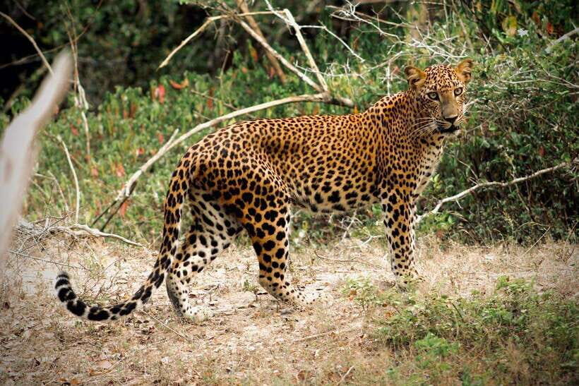 Kumana National Park : Private Half-Day Jeep Safari - Morning (05:00 AM) vs afternoon (01:00 PM): how timing changes your odds