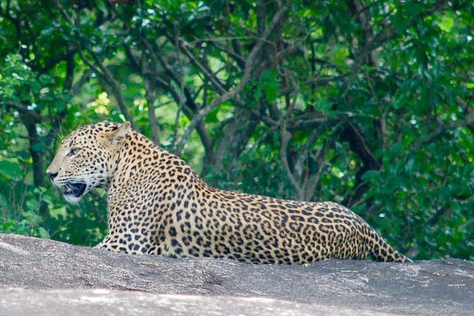 Leopard Safari in Yala National Park(Full Day/Half A Day) - Durations explained: 5 hours, 7 hours, and the full-day best choice
